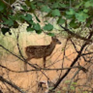 Meet your Posher, Luz